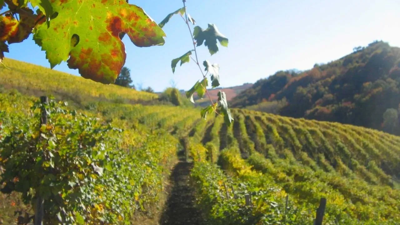 Vynikající Barbera a špičkové Barolo: Vinařství Giuseppe Principiano ve svých vínech pojí tradici a moderní přístup