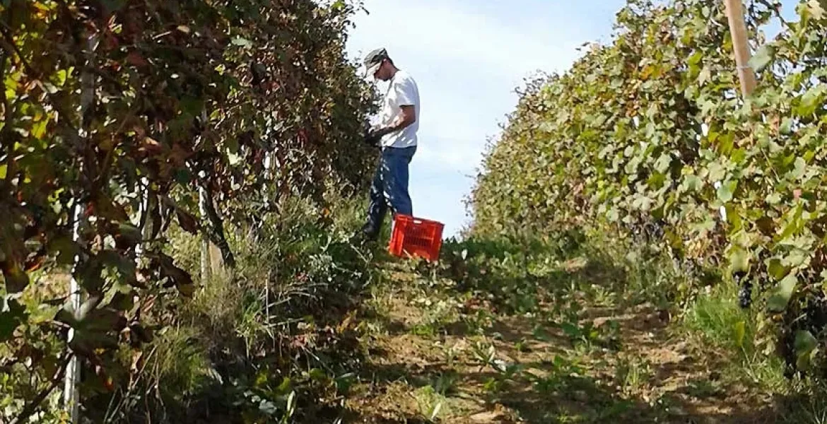 Oblast Piemonte je známá nejen díky úchvatné krajině, ale především pro vynikající vína. | Foto: se svolením Premier Wines & Spirits